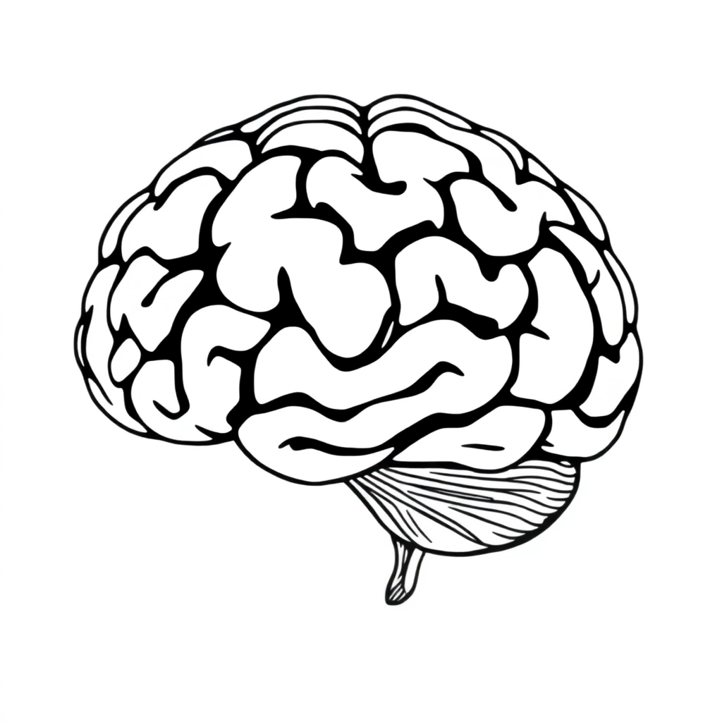 Anatomia cérebro  صفحات التلوين